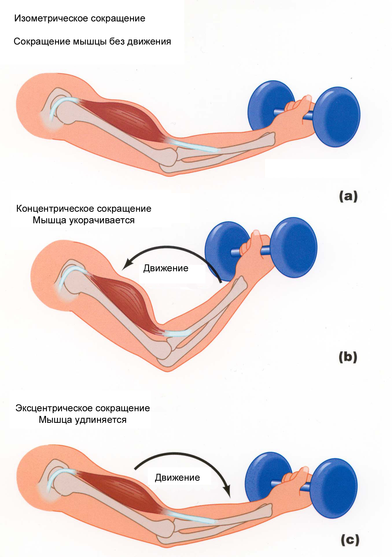 Изотоническое сокращение мышц 