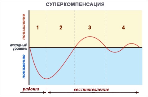  Адаптация скалолаза к нагрузкам