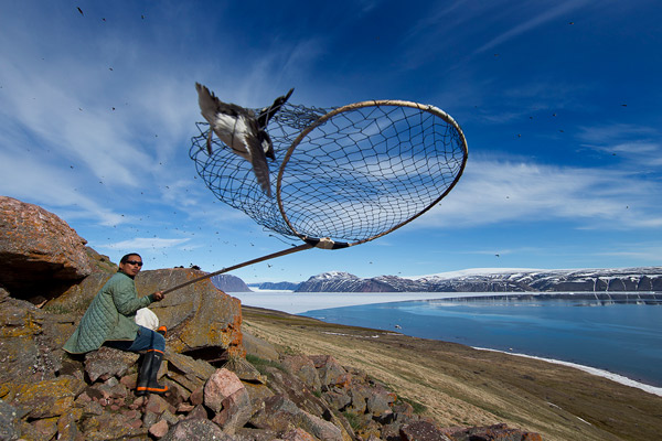 «LITTLE AUK HUNTER» CARSTEN EGEVANG, Дания