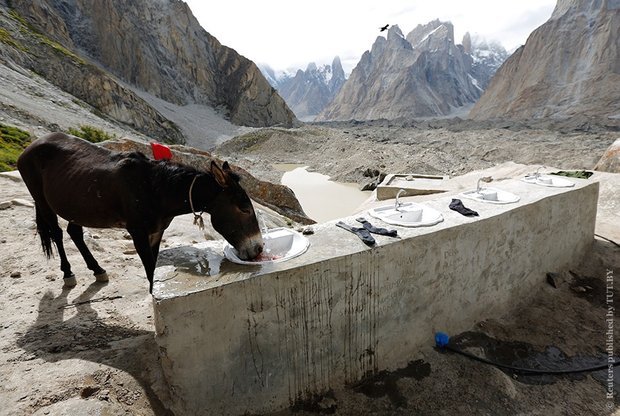 Мул пьет из умывальника, установленного у трека к базовому лагерю К2. Фото: Reuters / Wolfgang Rattay