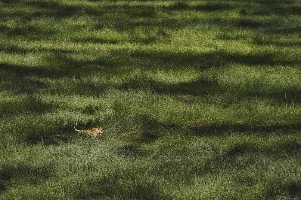 LIONESS IN THE SWAMP. GIAN LUIGI FORNARI LANZETTI