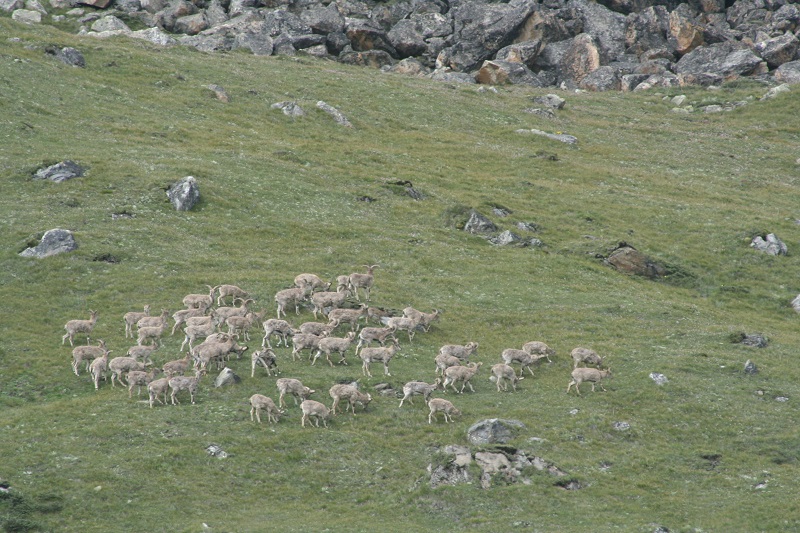 Флора и фауна Национального парка Канченджанга (Khangchendzonga National Park) 