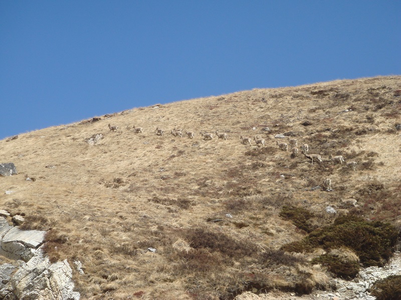 Флора и фауна Национального парка Канченджанга (Khangchendzonga National Park) 