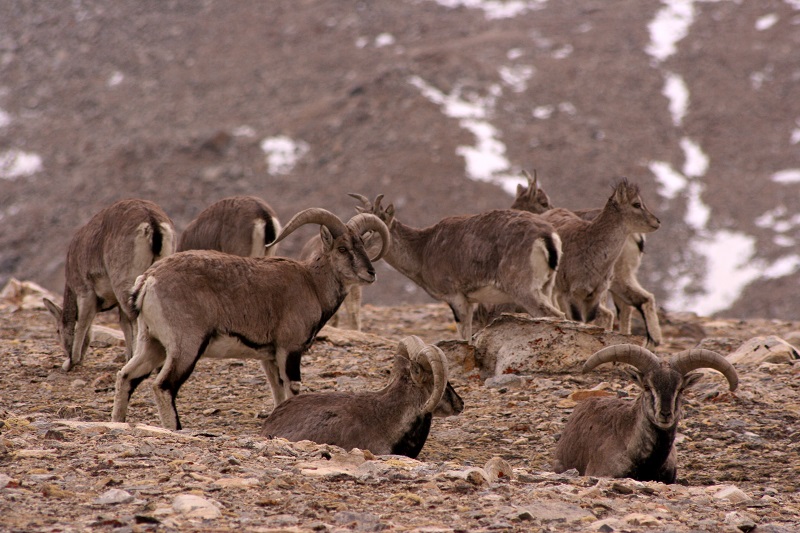 Флора и фауна Национального парка Канченджанга (Khangchendzonga National Park) 