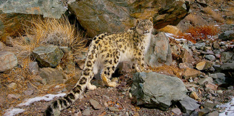 Флора и фауна Национального парка Канченджанга (Khangchendzonga National Park) 