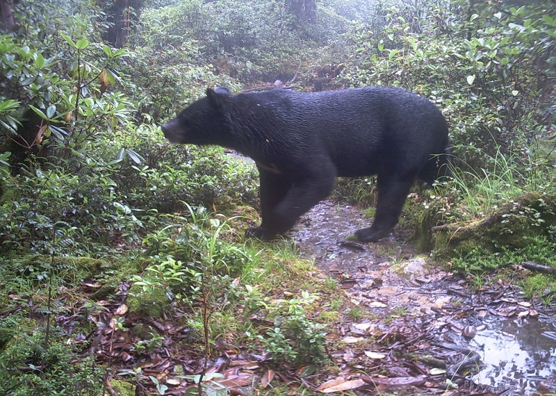 Флора и фауна Национального парка Канченджанга (Khangchendzonga National Park) 