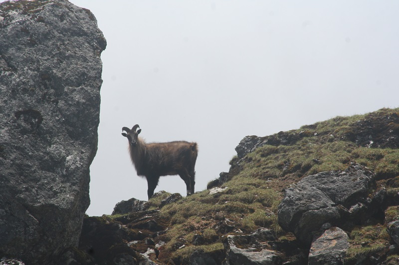 Флора и фауна Национального парка Канченджанга (Khangchendzonga National Park) 