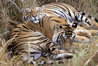 Флора и фауна Национального парка Канченджанга (Khangchendzonga National Park) 