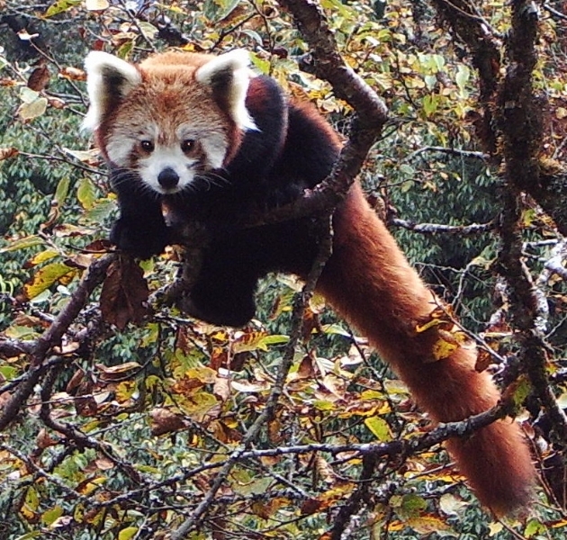 Флора и фауна Национального парка Канченджанга (Khangchendzonga National Park) 