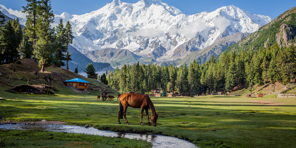 Fairy Meadows - базовый лагерь восьмитысячника Нангапарбат в Пакистане