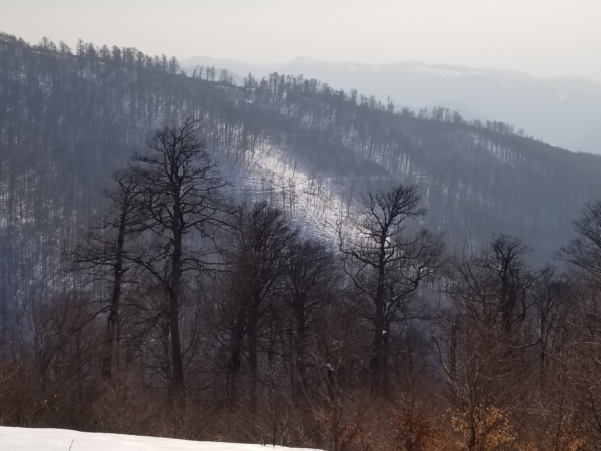 Район вырубки , посередине видна тракторная дорога. Фото Евгения Чизмара