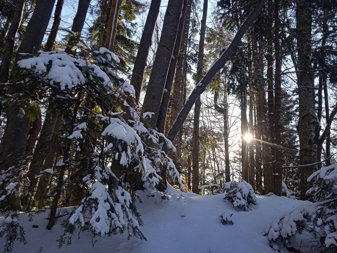 Ранок в лісі. Фото Аліна Косовська