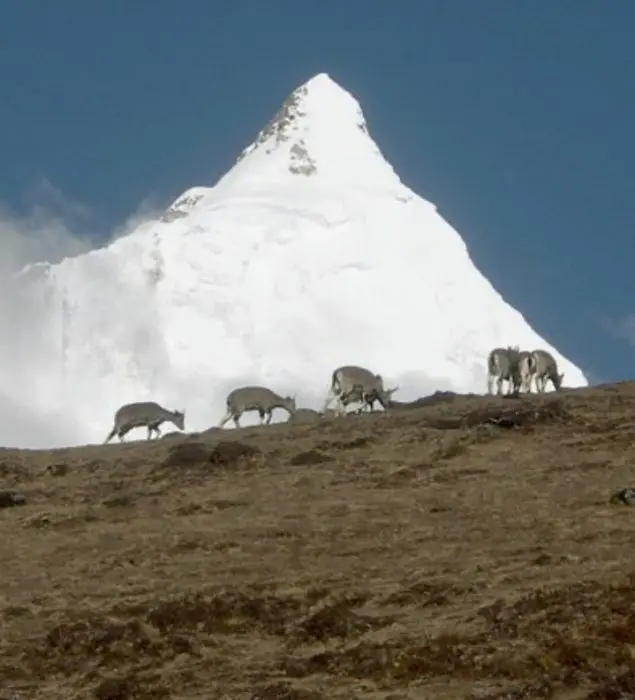 Джітчу-Дрейк (Jitchu Drake). Вид з базового табору піку Джомолхарі (Jomolhari Peak)